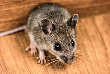 House Mouse