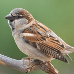 Sparrow