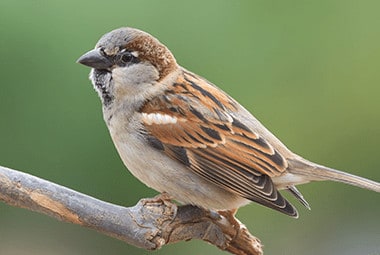 Sparrow