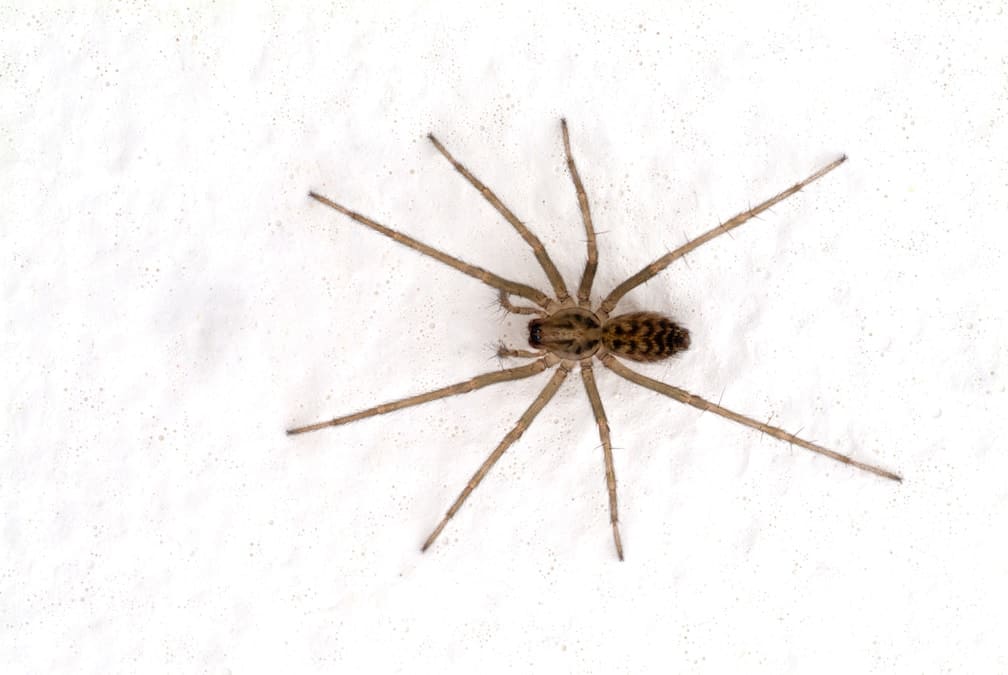 Get rid of spiders - How to stop autumn spiders