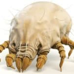 Human Itch Mite