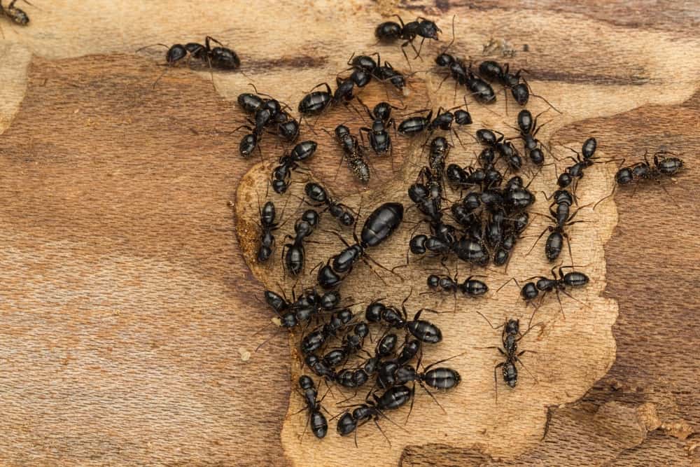 carpenter ants