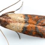 Indian Meal Moth