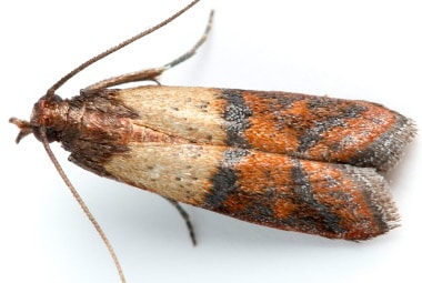 Are Indian Meal Moths Harmful