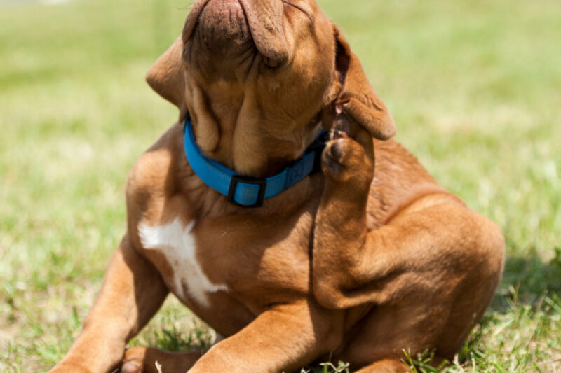 Keep Fleas Off Your Pets