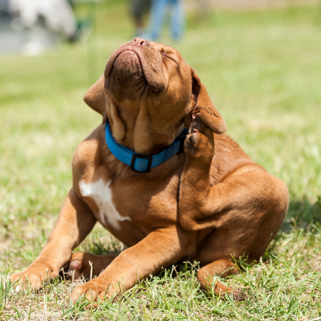 Keep Fleas Off Your Pets