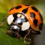 Lady Beetle