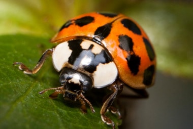 Lady Beetle