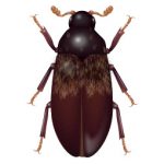 Larder Beetle