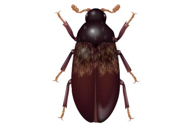 Larder Beetle