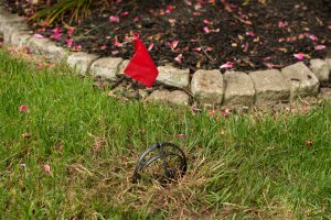Mole & Lawn Rodent Control