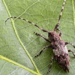 Longhorned Beetle