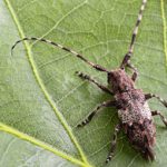 Longhorned Beetle