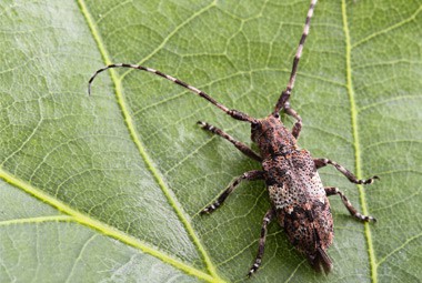 Longhorned Beetle