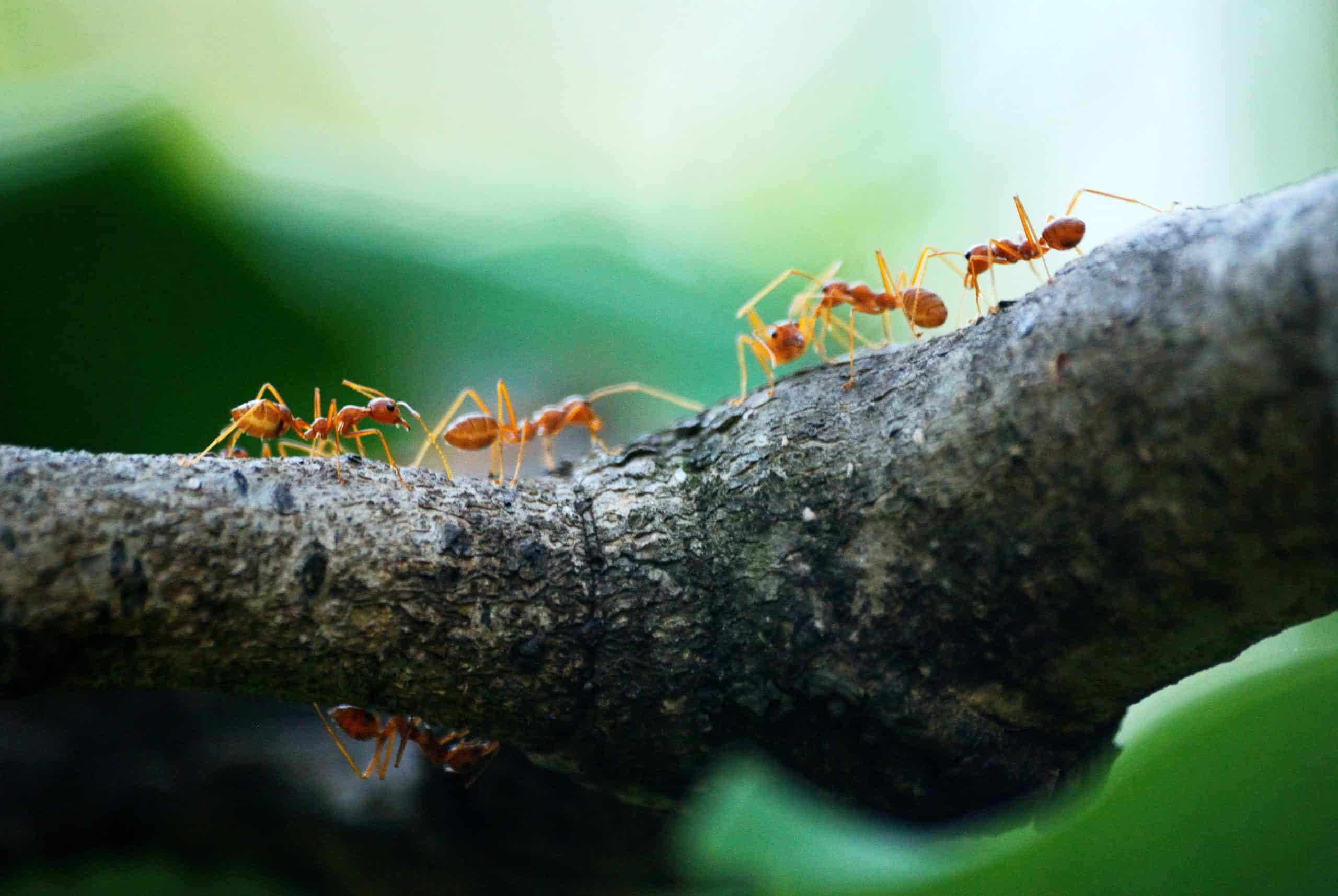 ants crawling on tree limb