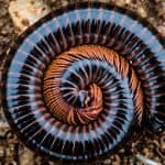 Millipede