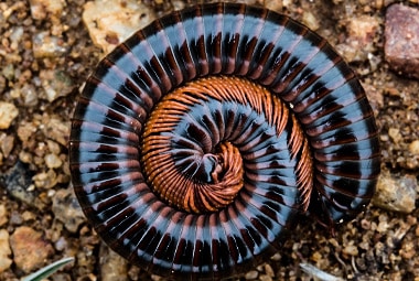 Millipede