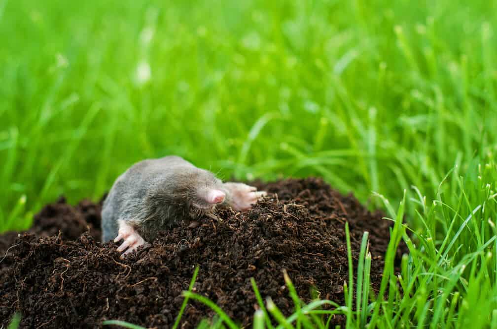 mole-emerging-from-ground