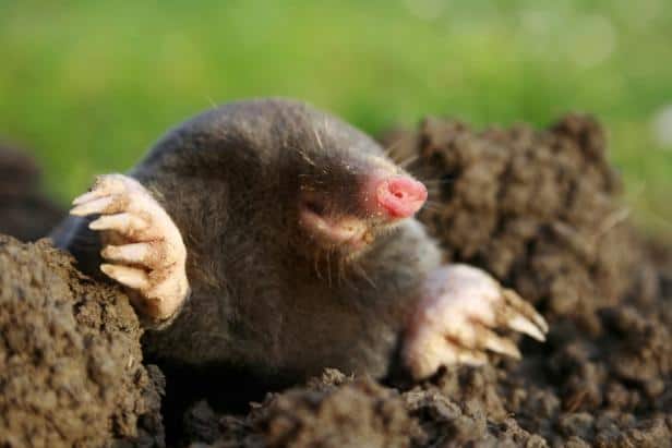 What Do Moles Like To Eat? | Rottler Pest Solutions