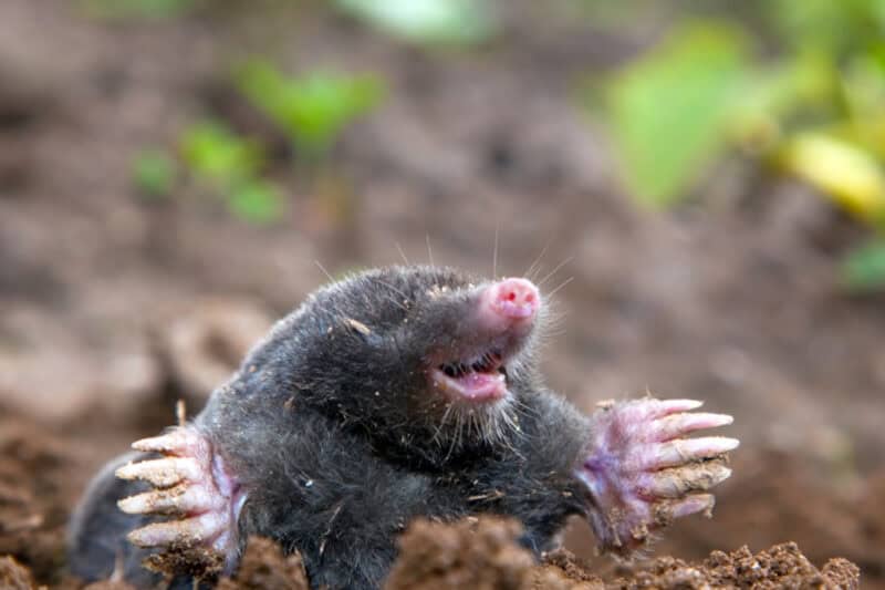 Moles vs. Voles: what’s the Difference?