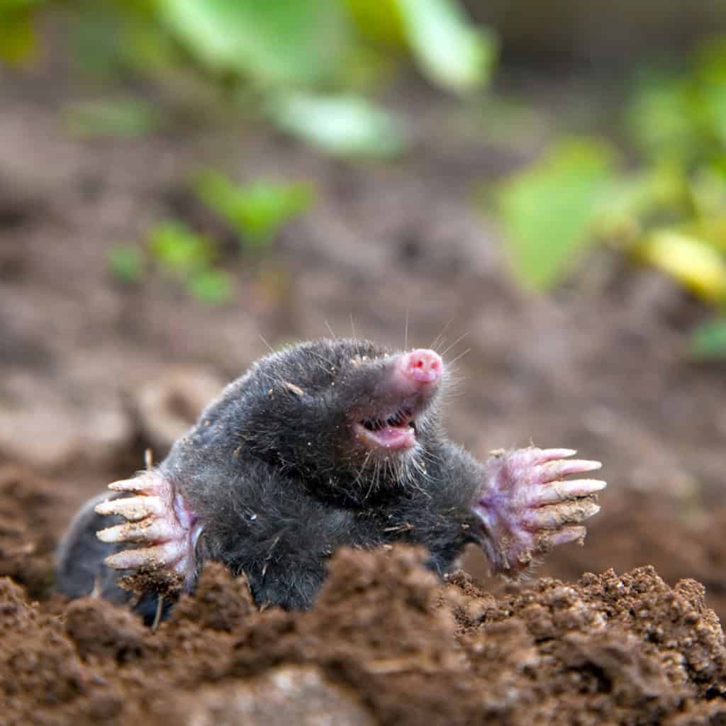 Moles vs. Voles: what’s the Difference?