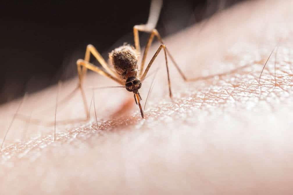 mosquito biting skin