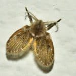 Moth Fly