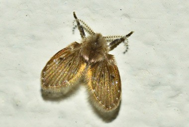 Moth Fly