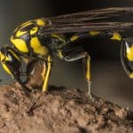 Mud Daubers