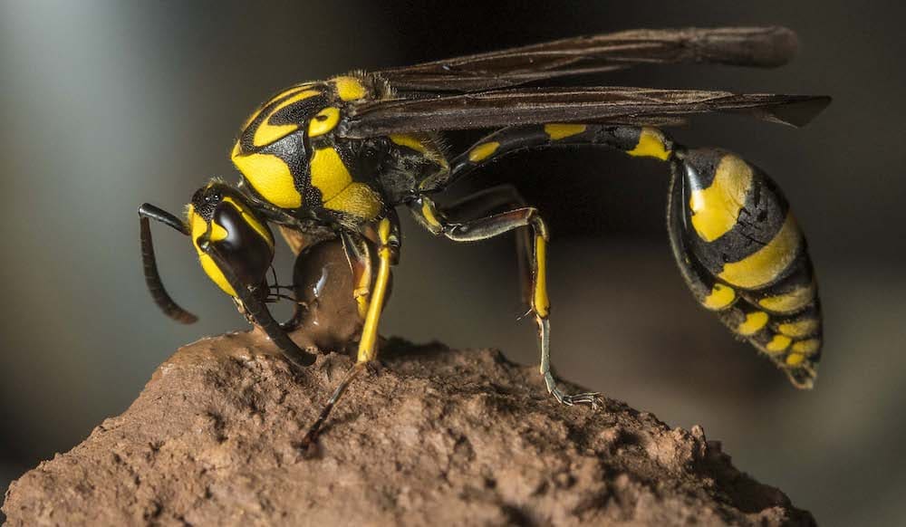 Mud Daubers  Pest Information & Prevention Tips