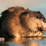 Muskrat