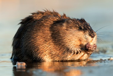 Muskrat