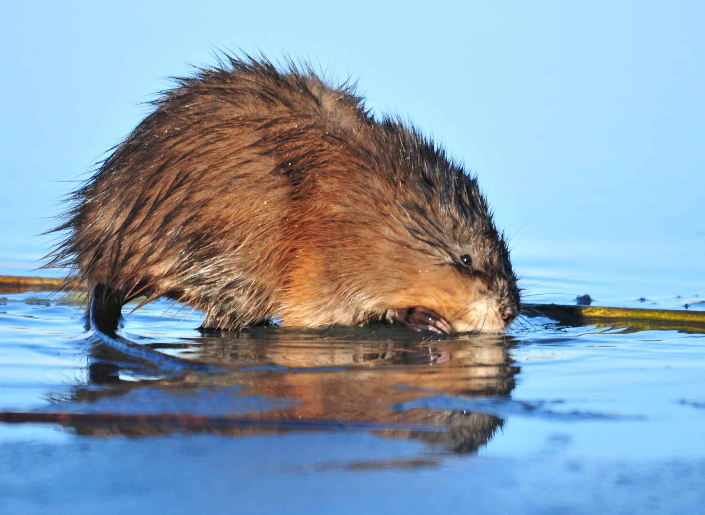 muskrat on the shore of a pond