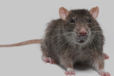 Norway Rat