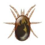 Northern Fowl Mite