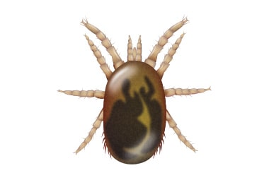 Northern Fowl Mite