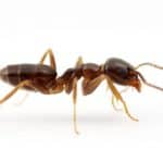 Odorous House Ant