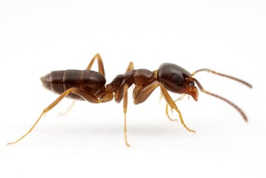 Odorous House Ant