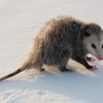 Opossum