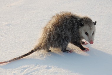 Opossum