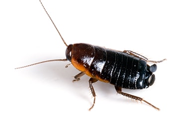 Oriental Cockroach