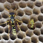 Paper Wasp