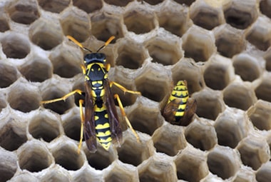 Paper Wasp