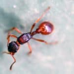 Pavement Ant