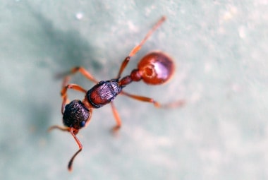 Pavement Ant