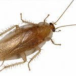 Pennsylvania Wood Cockroach