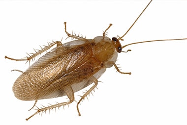 Pennsylvania Wood Cockroach
