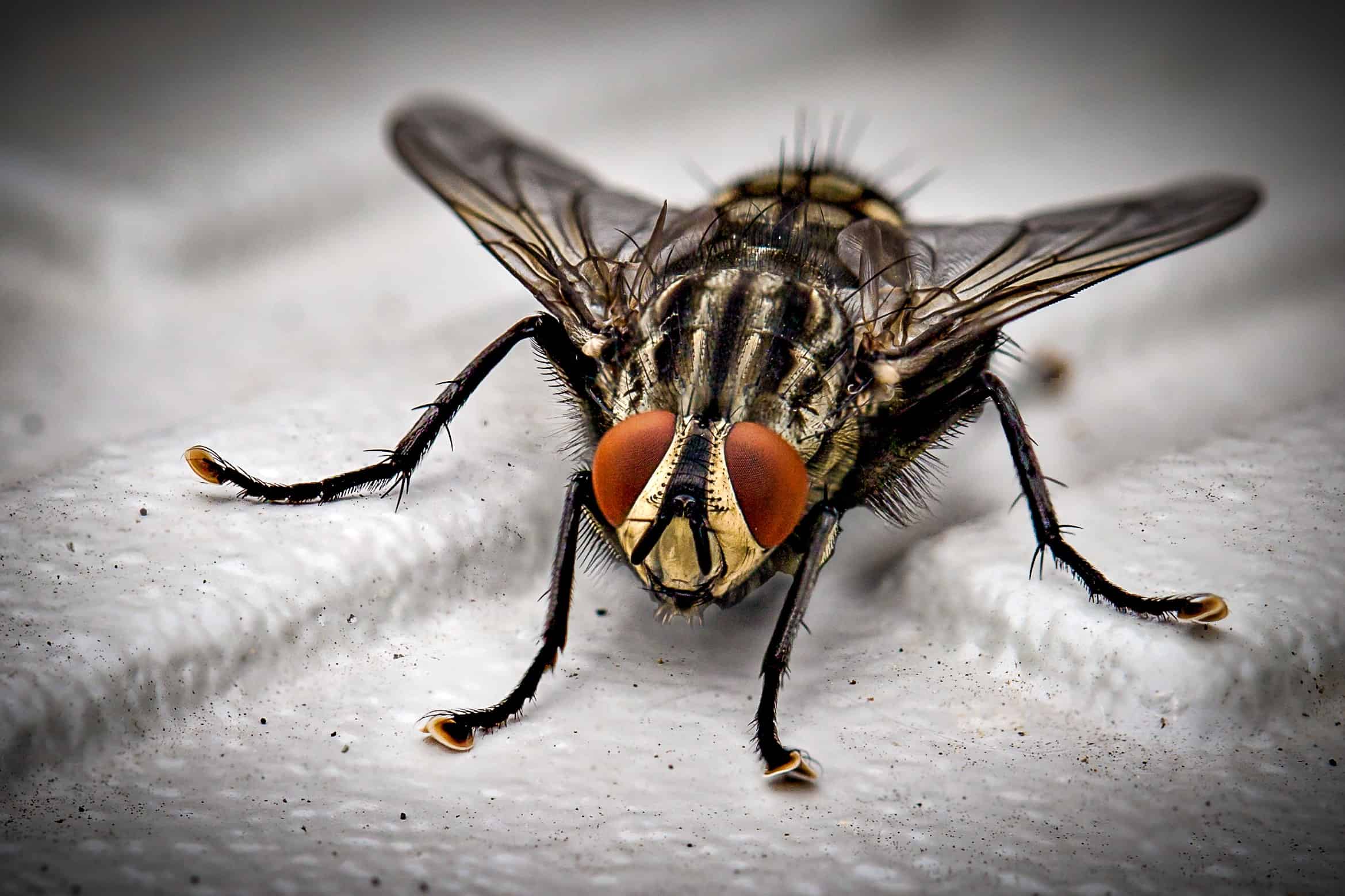 fly sitting on white bricks