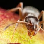 Pharaoh Ant