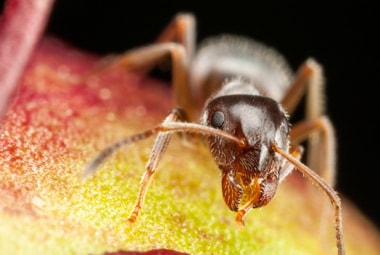 Pharaoh Ant | Pest Information & Prevention Tips